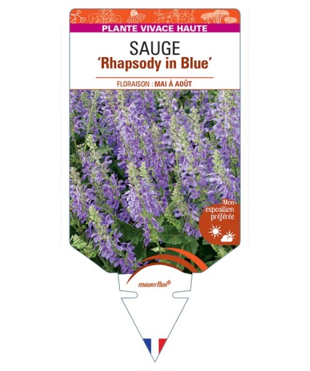 SALVIA Rhapsody in Blue voir Sauge