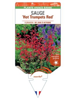 SALVIA roemeriana Hot Trumpets Red voir Sauge