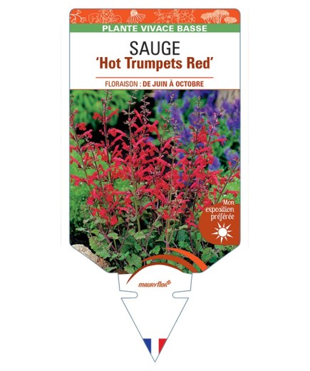 SALVIA roemeriana Hot Trumpets Red voir Sauge