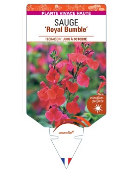 SALVIA Royal Bumble voir Sauge