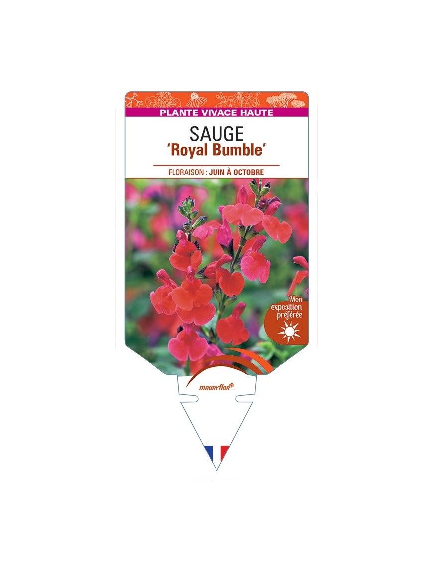 SALVIA Royal Bumble voir Sauge