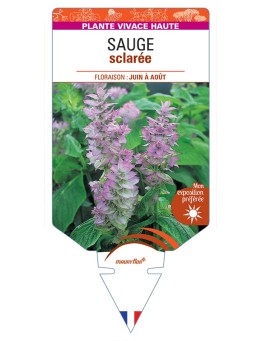 SALVIA sclarea voir Sauge sclarée (rose)