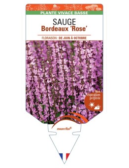 SALVIA superba Bordeaux Rose voir Sauge
