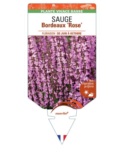 SALVIA superba Bordeaux Rose voir Sauge