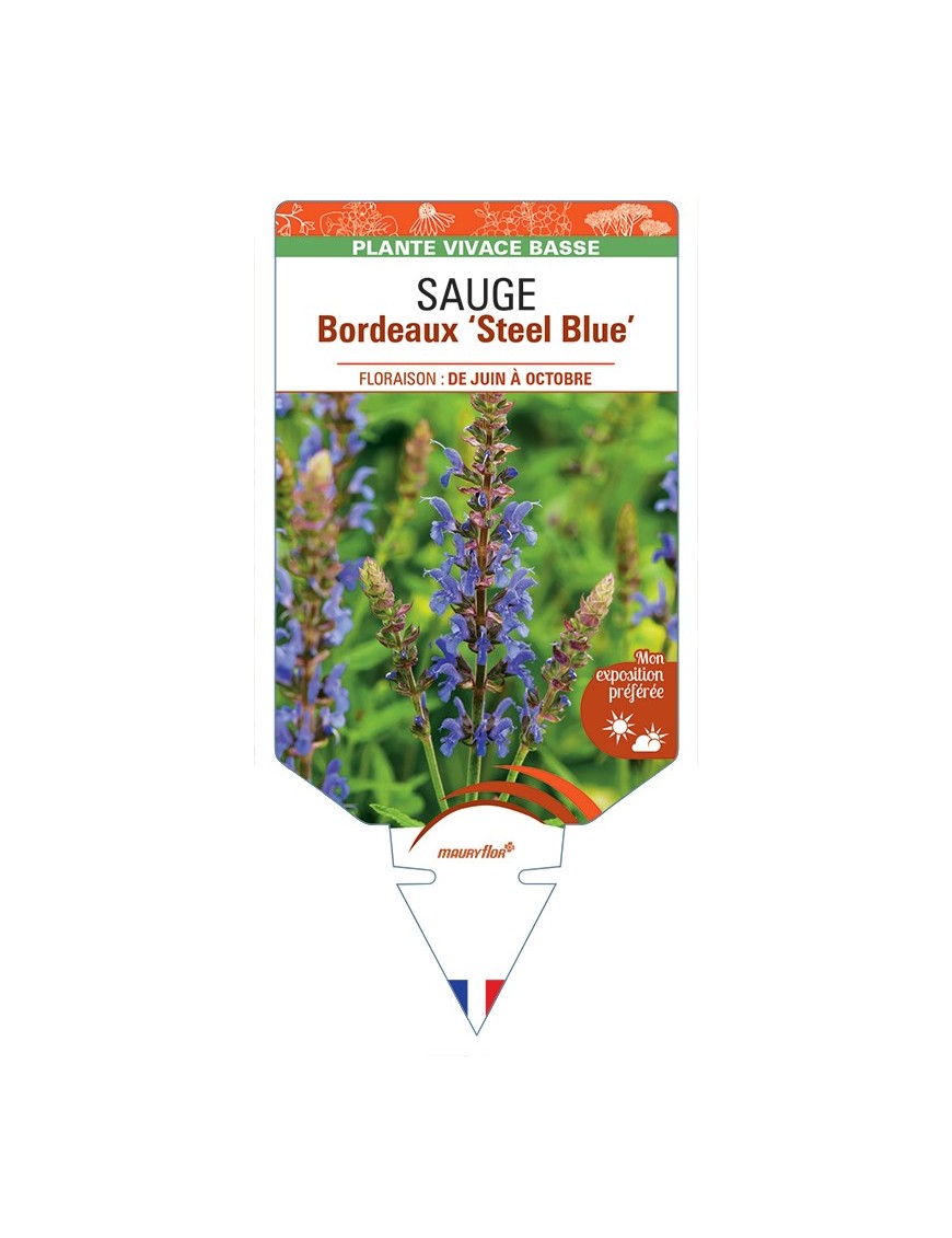 SALVIA superba Bordeaux Steel Blue voir Sauge