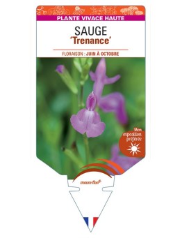 SALVIA Trenance voir Sauge