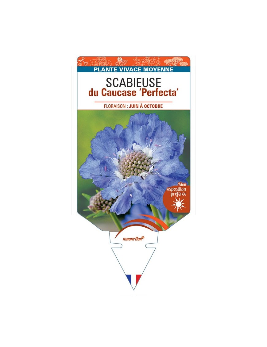 SCABIOSA caucasica 'Perfecta' voir SCABIEUSE du Caucase *