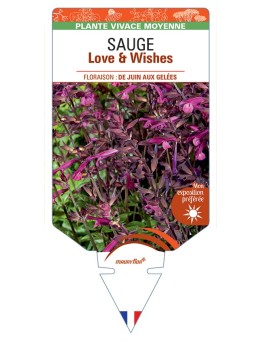 SALVIA x buchananii Love & Wishes voir Sauge