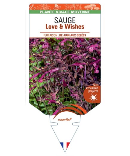 SALVIA x buchananii Love & Wishes voir Sauge