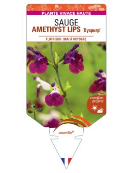 SALVIA x jamensis AMETHYST LIPS Dyspurp voir Sauge