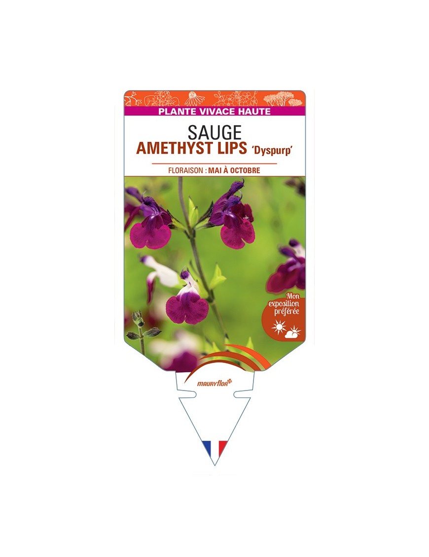 SALVIA x jamensis AMETHYST LIPS Dyspurp voir Sauge