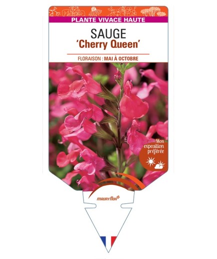 SALVIA x jamensis Cherry Queen voir Sauge