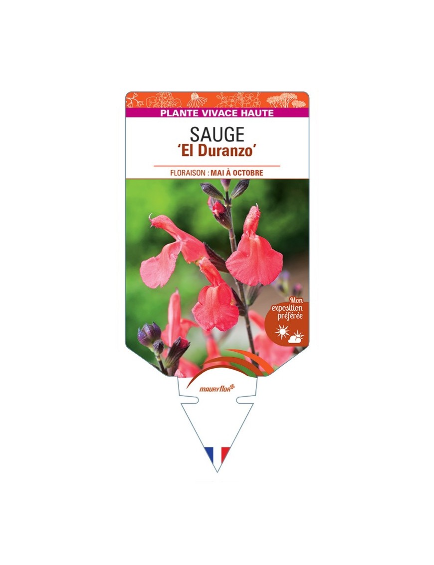 SALVIA x jamensis El Duranzo voir Sauge