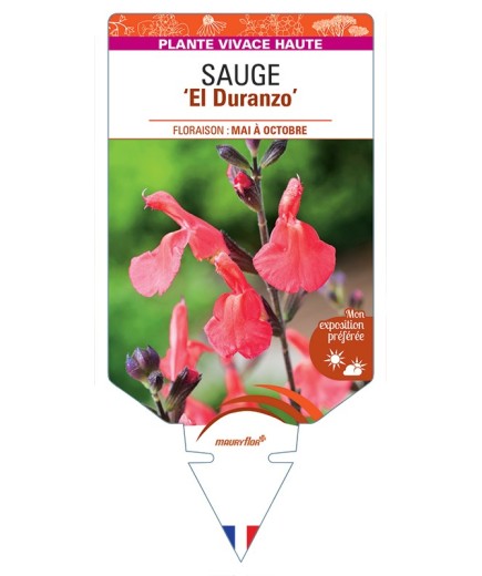 SALVIA x jamensis El Duranzo voir Sauge