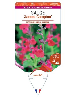 SALVIA x jamensis James Compton voir Sauge
