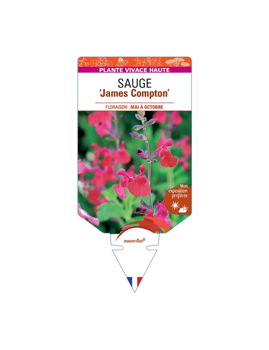 SALVIA x jamensis James Compton voir Sauge