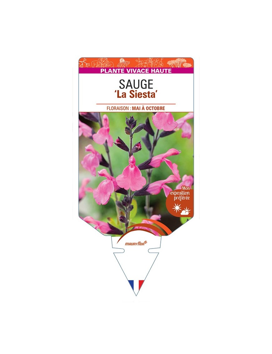SALVIA x jamensis La Siesta voir Sauge