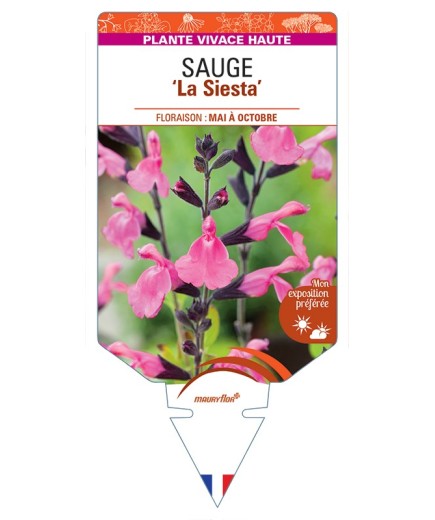 SALVIA x jamensis La Siesta voir Sauge