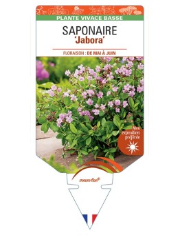 SAPONARIA (ocymoides) Jabora