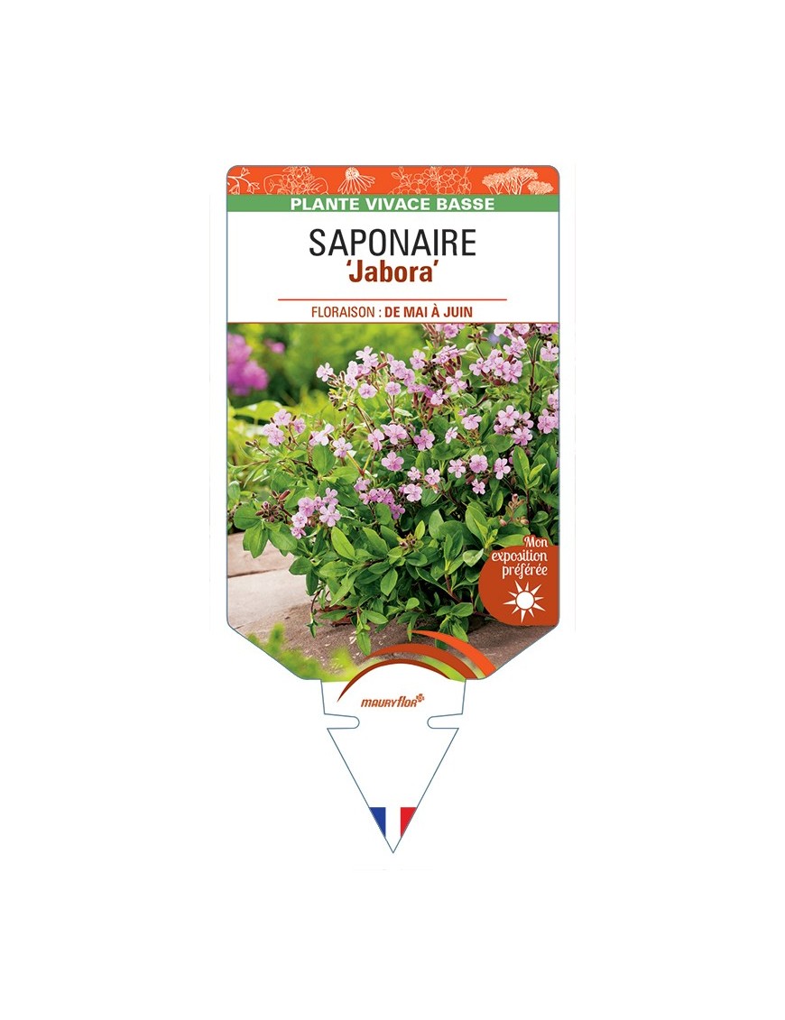 SAPONARIA (ocymoides) Jabora