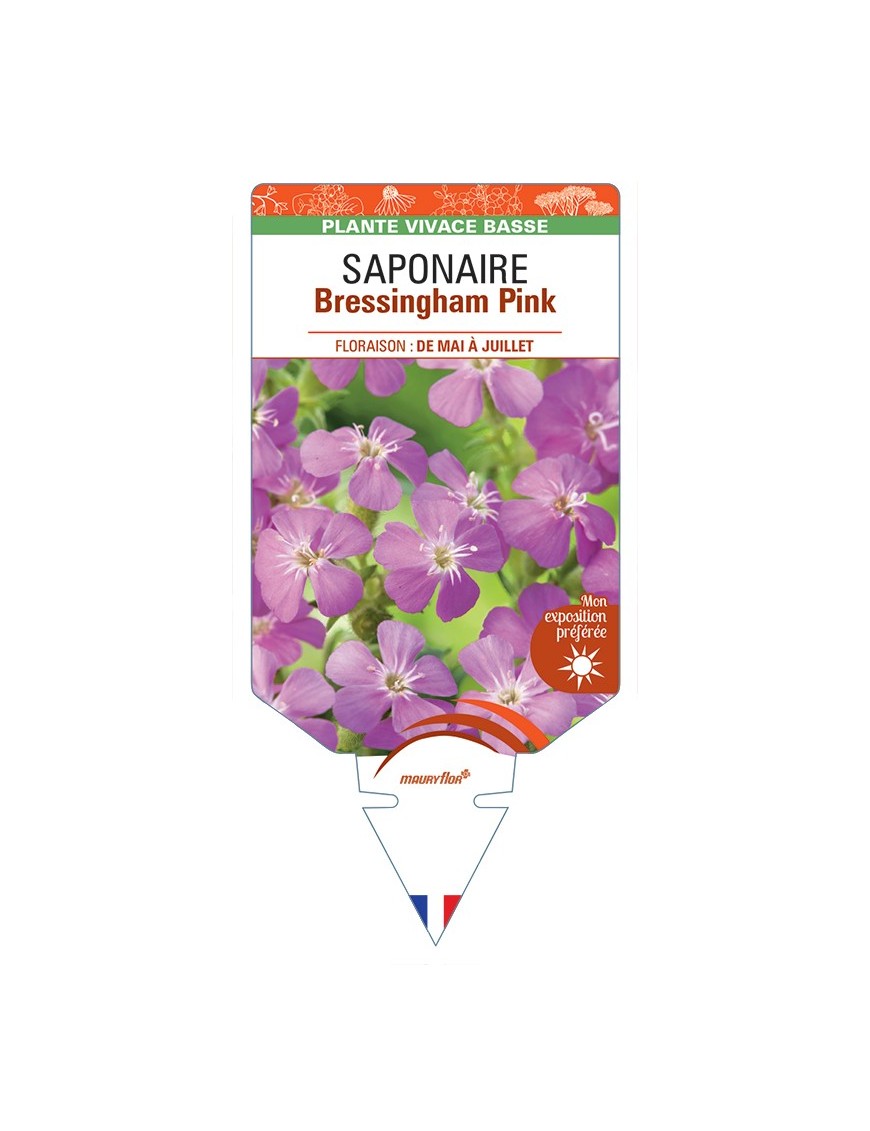 SAPONARIA ocymoides Bressingham Pink voir Saponaire