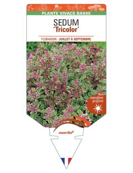 SEDUM (spurium rose) 'Tricolor' *