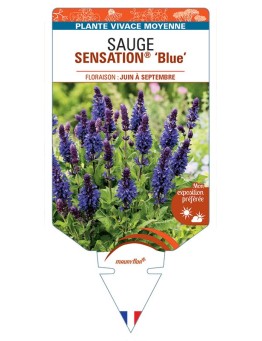 SAUGE SENSATION® Blue