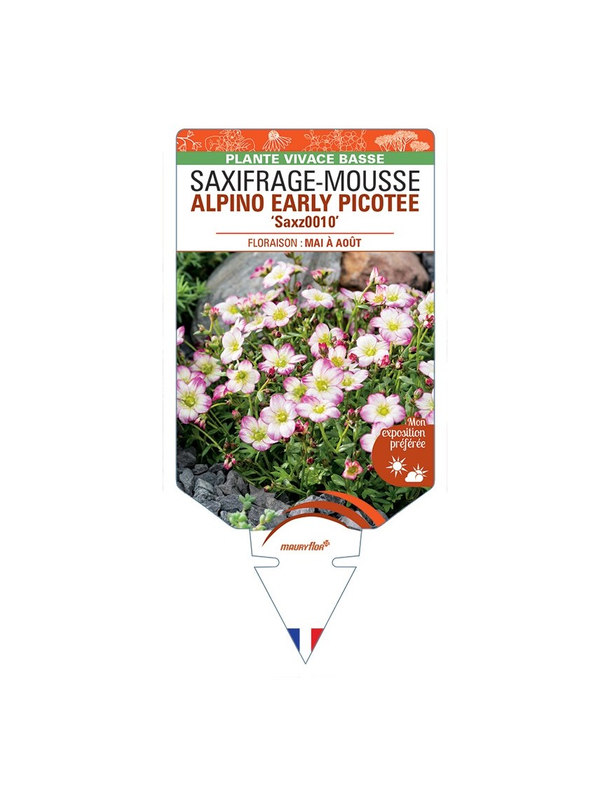 SAXIFRAGA arendsii ALPINO EARLY PICOTEE voir Saxifrage-Mousse