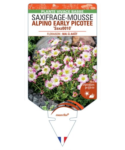 SAXIFRAGA arendsii ALPINO EARLY PICOTEE voir Saxifrage-Mousse