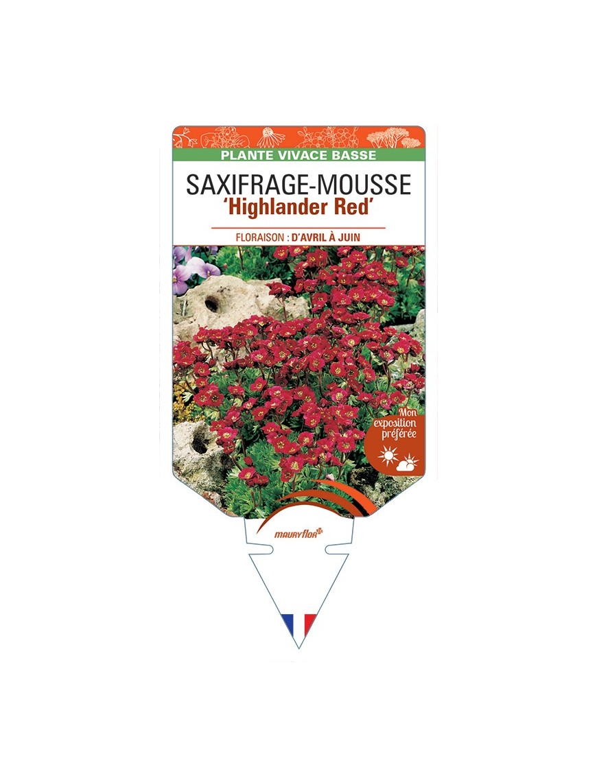 SAXIFRAGA arendsii Higjlander Red voir Saxifrage-Mousse