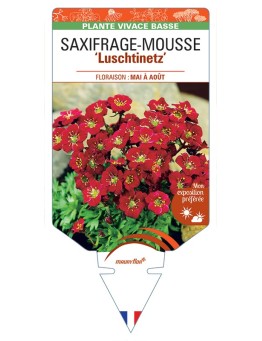 SAXIFRAGA arendsii Luschtinetz voir Saxifrage-Mousse