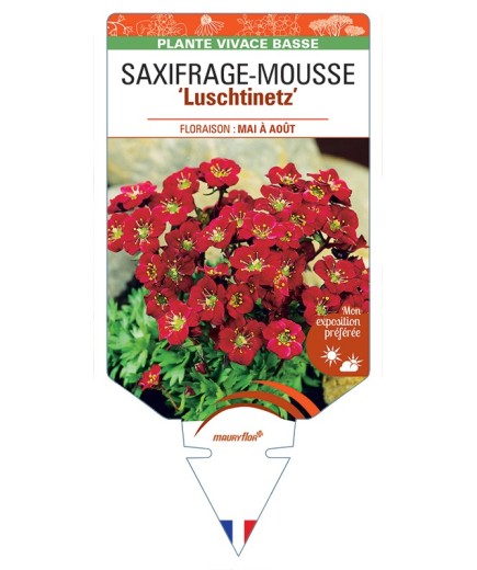 SAXIFRAGA arendsii Luschtinetz voir Saxifrage-Mousse