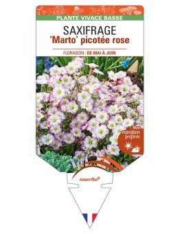 SAXIFRAGA arendsii Marto picotée rose