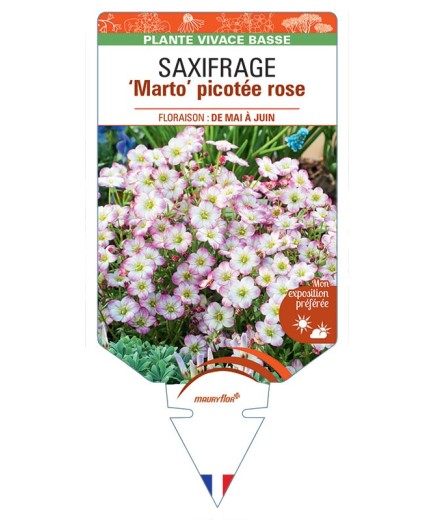 SAXIFRAGA arendsii Marto picotée rose