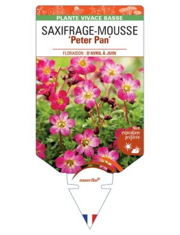 SAXIFRAGA arendsii Peter Pan voir Saxifrage-Mousse