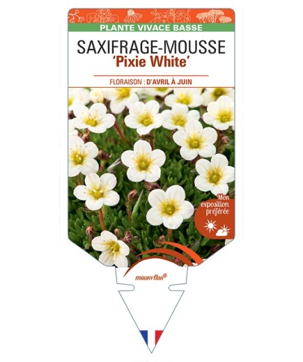 SAXIFRAGA arendsii Pixie White voir Saxifrage-Mousse