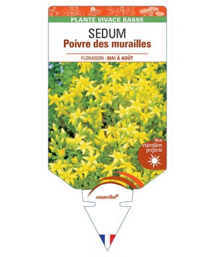 SEDUM acre voir Poivre des murailles
