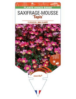 SAXIFRAGA arendsii Tapis voir Saxifrage-Mousse
