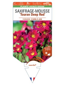 SAXIFRAGA arendsii Touran Deep Red voir Saxifrage-Mousse