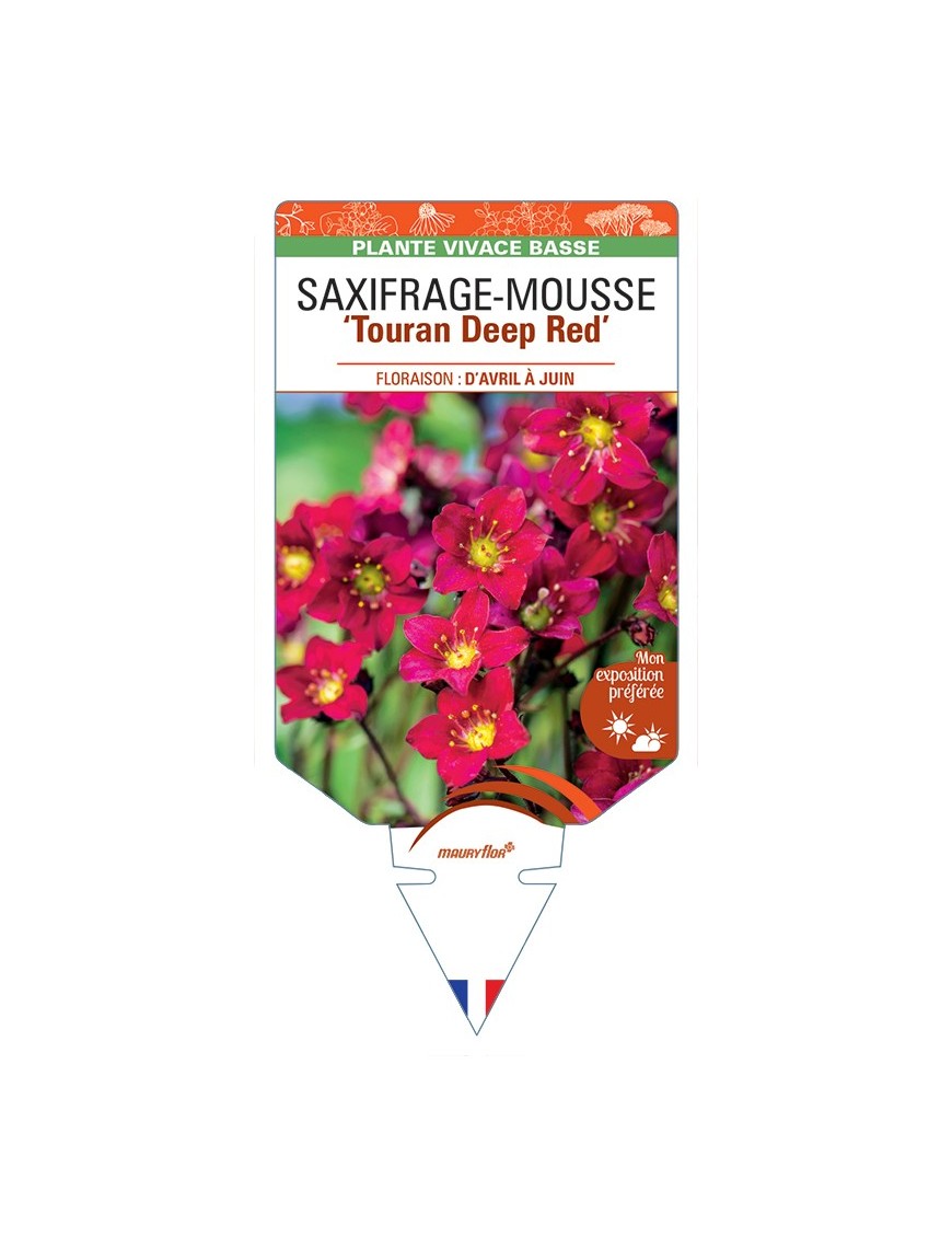 SAXIFRAGA arendsii Touran Deep Red voir Saxifrage-Mousse
