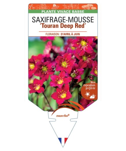SAXIFRAGA arendsii Touran Deep Red voir Saxifrage-Mousse
