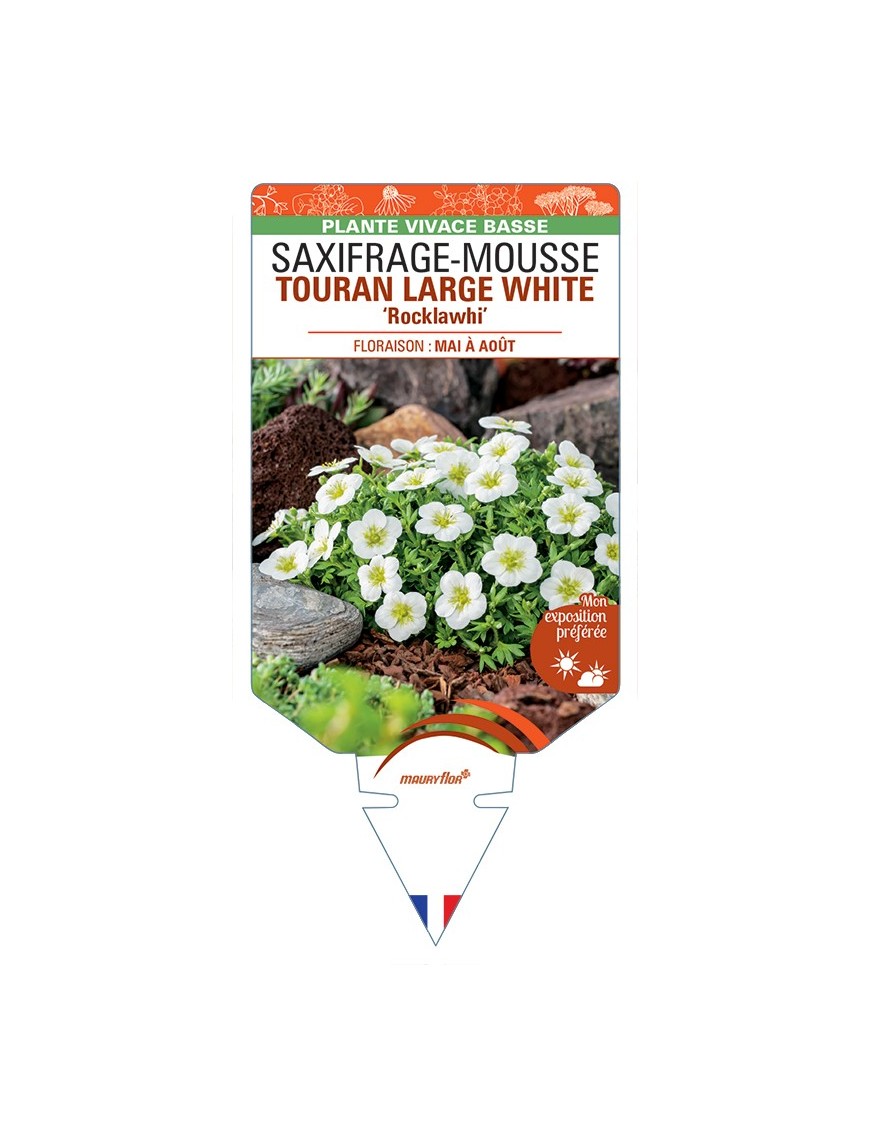SAXIFRAGA arendsii TOURAN LARGE WHITE Rocklawhi voir Saxifrage-Mousse