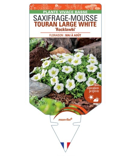 SAXIFRAGA arendsii TOURAN LARGE WHITE Rocklawhi voir Saxifrage-Mousse