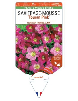 SAXIFRAGA arendsii Touran Pink voir Saxifrage-Mousse