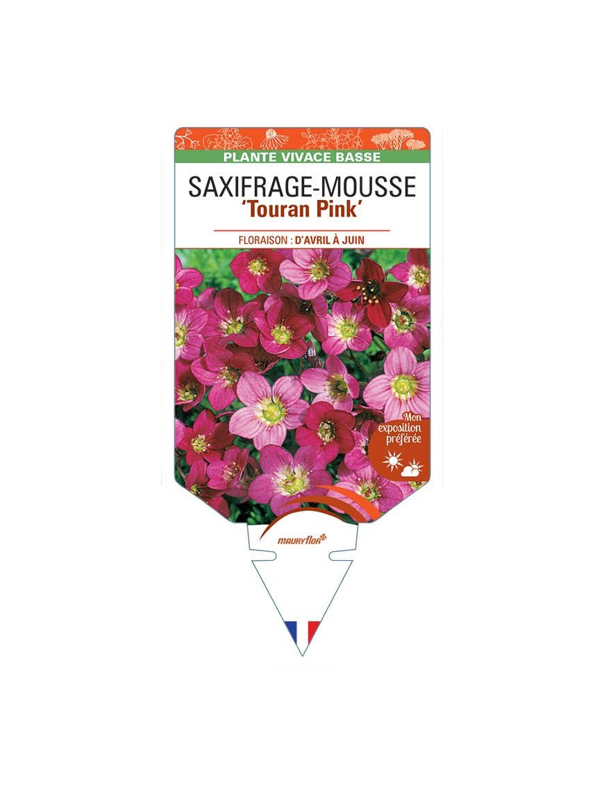 SAXIFRAGA arendsii Touran Pink voir Saxifrage-Mousse