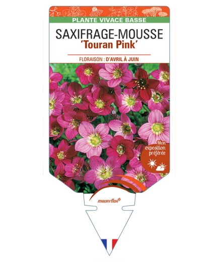 SAXIFRAGA arendsii Touran Pink voir Saxifrage-Mousse