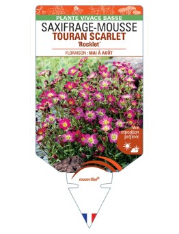 SAXIFRAGA arendsii TOURAN SCARLET Rocklet voir Saxifrage-Mousse