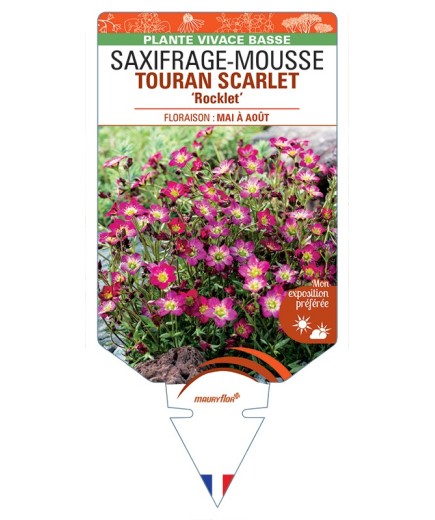SAXIFRAGA arendsii TOURAN SCARLET Rocklet voir Saxifrage-Mousse