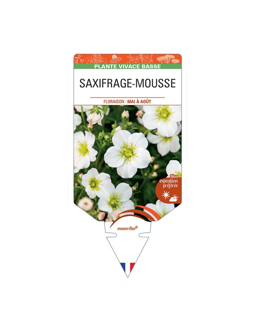 SAXIFRAGA arendsii voir Saxifrage-Mousse (blanc)