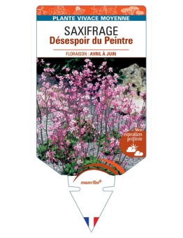 SAXIFRAGA UMBROSA DÉSESPOIR DU PEINTRE